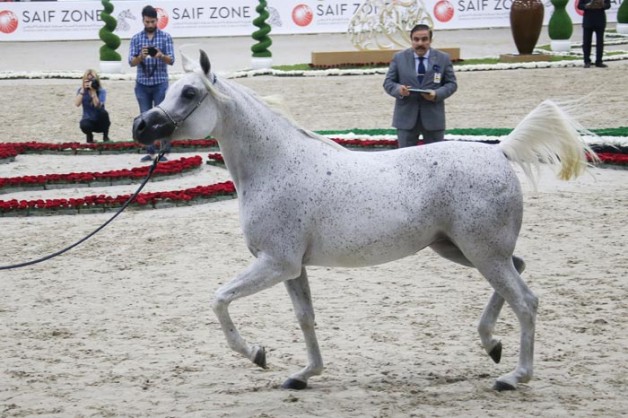 النتائج النهائية لبطولة الشارقة الدولية ٢٠١٩ للجواد العربي – السلالة المصرية 