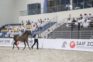 مزاد الشارقة ٢٠١٩ يحقق ١٫٥ مليون درهم وبيع 80٪ بالمائة من جملة الخيول