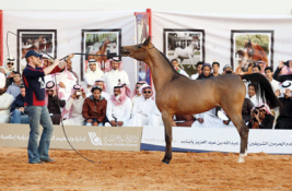 الملك يتبرّع بـ 10 خيول عربية للمعوقين في مزاد التنهات