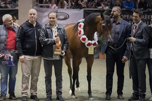 «دبي» يحصد 3 القاب ذهبية في بطولة حلم فيرونا الإيطالية للخيول العربية 2019