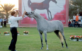 «الأريام كهيشة» الأجمل في عجمان