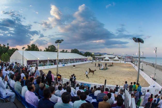 صور مقتطفة من بطولة الشارقة كلبا 2019 للخيول العربية