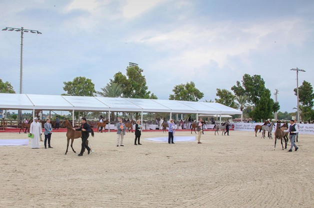 ⁨انطلاق بطولة الإمارات لمربي الخيول العربية⁩ 2019 في ابوظبي