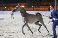 صور مقتطفة من بطولة الإمارات 2019 لمربي الخيول العربية
