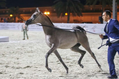 صور مقتطفة من بطولة الإمارات 2019 لمربي الخيول العربية