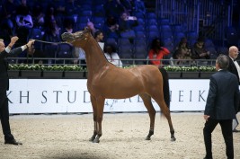 المهرة أضواء العرب تحقق جائزة الواهو لعام ٢٠١٩م