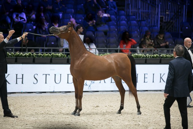 المهرة أضواء العرب تحقق جائزة الواهو لعام ٢٠١٩م