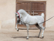 مزاد الشقب الثالث للخيل العربية الأصيلة