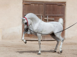 مزاد الشقب الثالث للخيل العربية الأصيلة