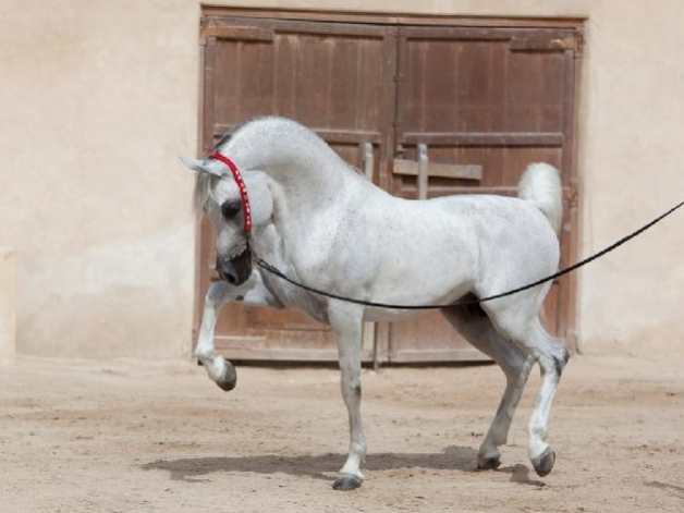 مزاد الشقب الثالث للخيل العربية الأصيلة