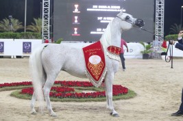 النسخة الـ 16 لمهرجان الشارقة للجواد العربي – الإنتاج المحلي- غداً الخميس