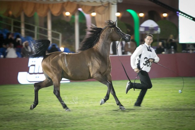 صور مقتطفة من اليوم الثالث من بطولة مركز الملك عبدالعزيز ٢٠١٩ للخيل العربية الأصيلة