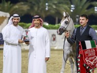 النتائج النهائية لمهرجان الشارقة للجواد العربي – الإنتاج المحلي