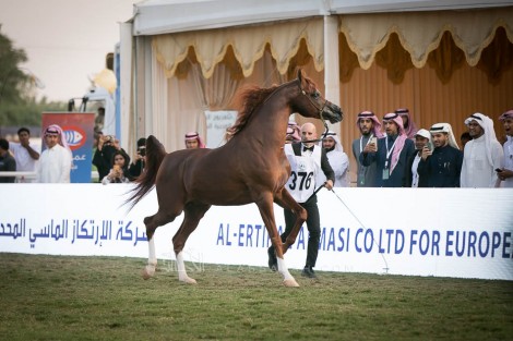 صور مقتطفة من اليوم الختامي لبطولة مركز الملك عبدالعزيز ٢٠١٩ الدولية لجمال الخيل العربية