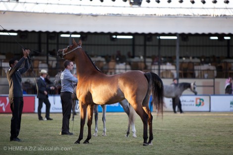 مقتطفات صور اليوم الأول لبطولة الخالدية الخامس للخيل العربية الأصيلة ٢٠١٢