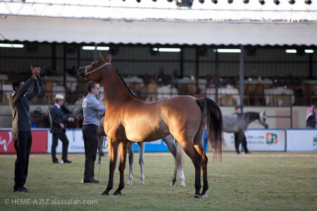 مقتطفات صور اليوم الأول لبطولة الخالدية الخامس  للخيل العربية الأصيلة ٢٠١٢