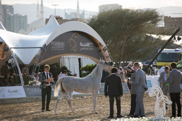 منافسات مثيرة في ثاني أيام بطولة الفجيرة 2019 لجمال الخيل العربية