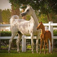دراسة حديثة تعتبر الأولى من نوعها: التمثيل الغذائي لدى الأمهارالمولودة حديثًا يتطلب تنشيطًا هرمونيا!