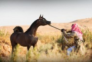 ألا تستحق الخيل العربية دعم الصقور والإبل والخيل الإنجليزية!