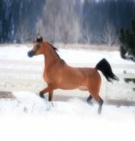 رعاية الخيول وتغذيتها في الشتاء