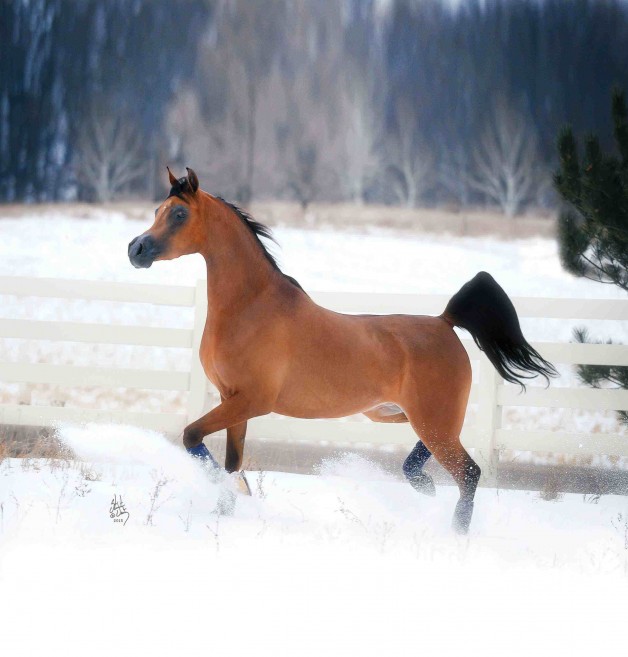 رعاية الخيول وتغذيتها في الشتاء
