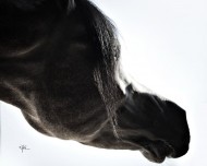 الخيول تتفاعل مع انفعالات وعواطف البشر .!