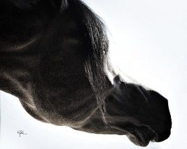 الخيول تتفاعل مع انفعالات وعواطف البشر .!