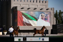 صور مقتطفة لليوم الأول من بطولة عجمان 2020 لجمال الخيول العربية