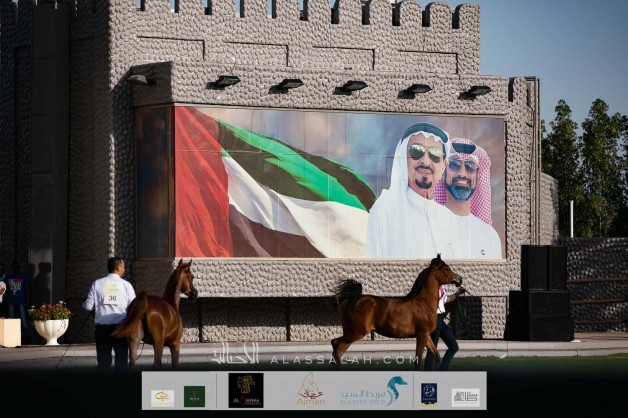 صور مقتطفة لليوم الأول من بطولة عجمان 2020 لجمال الخيول العربية