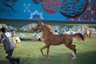 نخبة من الخيول العربية تعرض بمزاد عجمان للخيول العربية 2020 يوم غد الجمعة