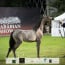 Final results for the 18th Ajman Arabian Horse Show 2020