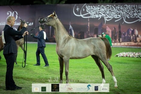 النتائج النهائية للنسخة الـ 18 لبطولة عجمان لجمال الخيول العربية 2020