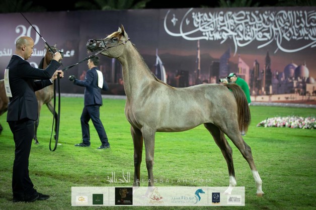 النتائج النهائية للنسخة الـ 18 لبطولة عجمان لجمال الخيول العربية 2020