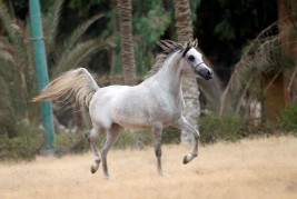 تفاصيل خطة الهيئة الزراعية لإنشاء أول مركز إخصاب للخيول بـ«الزهراء»