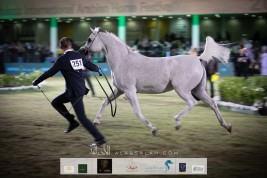 انطلاقة قوية لبطولة جمال الخيل بمهرجان الأمير سلطان بن عبدالعزيز العالمي 2020 للجواد العربي – نتائج اليوم الأول