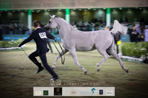 انطلاقة قوية لبطولة جمال الخيل بمهرجان الأمير سلطان بن عبدالعزيز العالمي 2020  للجواد العربي – نتائج اليوم الأول