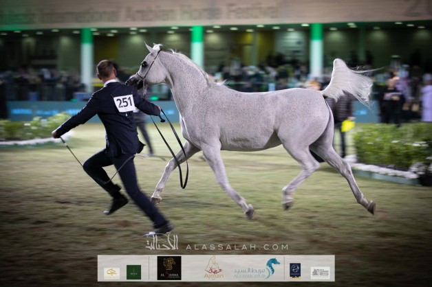 انطلاقة قوية لبطولة جمال الخيل بمهرجان الأمير سلطان بن عبدالعزيز العالمي 2020  للجواد العربي – نتائج اليوم الأول