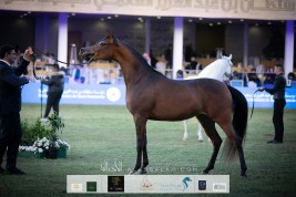 صور مقتطفة من اليوم الأول من مهرجان الأمير سلطان العالمي 2020 لجمال الخيل العربية