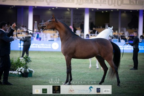 صور مقتطفة من اليوم الأول من مهرجان الأمير سلطان العالمي 2020 لجمال الخيل العربية