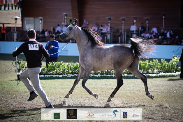 الإثارة تتواصل في ثاني أيام بطولة جمال الخيل بمهرجان الأمير سلطان العالمي 2020 – نتائج اليوم الثاني