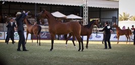 المملكة تمتلك أكثر من ١٥ ألف من الخيل العربية و ١٣٠٠ مولود تسجل سنوياً