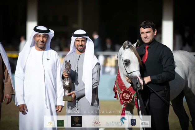    ذهبية وفضيتان ينتزعها «عجمان» في بطولة الأمير سلطان العالمية للجواد العربي 2020