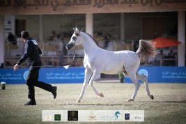 النتائج النهائية بالصور لبطولة الأمير سلطان بن عبدالعزيز العالمية 2020 للجواد العربي