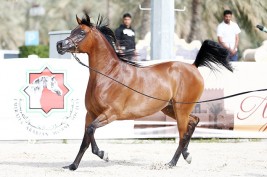 بطولة الإمارات الوطنية 2020 لجمال الخيل العربية تنطلق غدا بنادي ابوظبي للفروسية