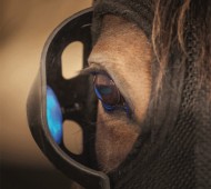 دراسة حديثة: كيف يؤثر الضوء على تربية الخيول وأدائها!