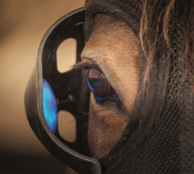 دراسة حديثة: كيف يؤثر الضوء على تربية الخيول وأدائها!