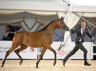 فتح باب التسجيل للمشاركة في بطولة أبوظبي الدولية 2021 الكرتونياً