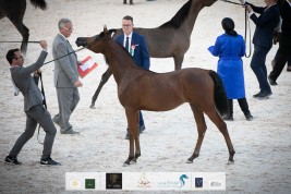 «البداير» يتألق بإنتاجه بذهب وبرونز بطولة الإمارات الوطنية 2020