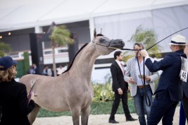 “الأريام بنفسج” الأجمل في افتتاح دولية الشراع 2020 و «دبي» يتصدر ثلاث فئات ..!