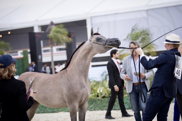 “الأريام بنفسج” الأجمل في افتتاح دولية الشراع 2020 و «دبي» يتصدر ثلاث فئات ..!